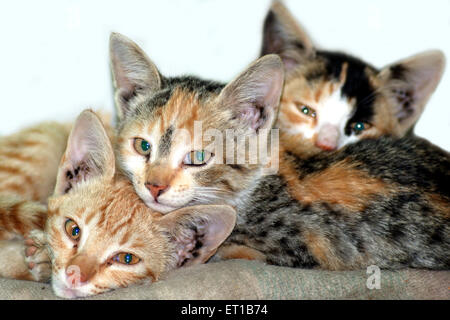 Tre gatti su sfondo bianco - sab 167357 Foto Stock