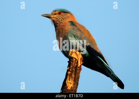 Rullo indiano ; jay blu indiano ; coracias bengalensis Foto Stock