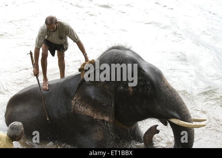 La balneazione mahout elefante in Kodanand a Keral India Foto Stock