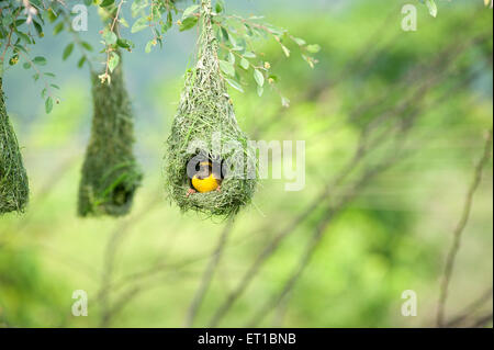 Baya weaver battenti per la nidificazione ; India Foto Stock