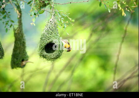 Baya weaver battenti per la nidificazione ; India Foto Stock