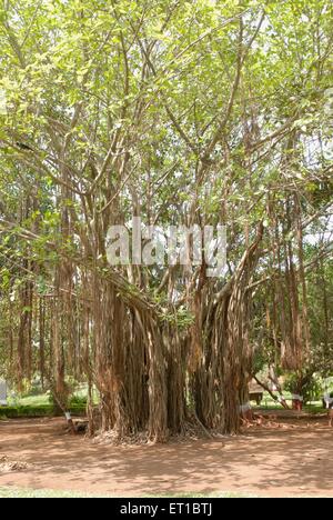 Banyan Tree al BPT Giardino Sagar Upvan ; Colaba ; Mumbai Bombay ; Maharashtra ; India Foto Stock