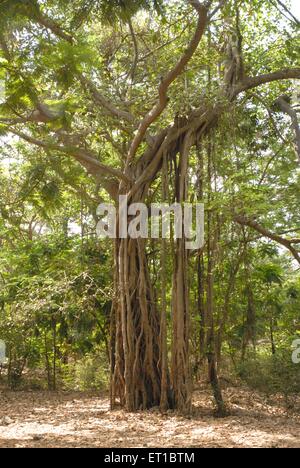 Albero di Banyan a BPT Garden Sagar Upvan ; Colaba ; Bombay ; Mumbai ; Maharashtra ; India ; Asia ; Asia ; indiano Foto Stock