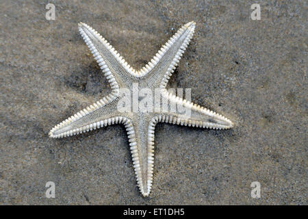 Stella morta di pesce sulla spiaggia di Mandarmoni Kolkata West Bengal India Asia Foto Stock