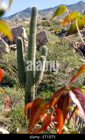 Foglie di autunno telaio un cactus Saguaro ai piedi delle colline di Santa Catalina Mountains, Deserto Sonoran, Catalina, Arizona, Stati Uniti. Foto Stock