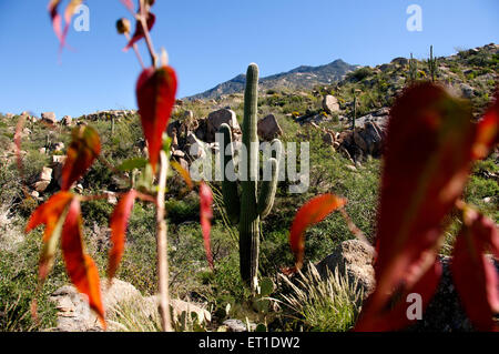 Foglie di autunno telaio un cactus Saguaro ai piedi delle colline di Santa Catalina Mountains, Deserto Sonoran, Catalina, Arizona, Stati Uniti. Foto Stock