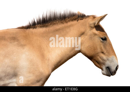 Testa del cavallo di Przewalski isolati su sfondo bianco Foto Stock