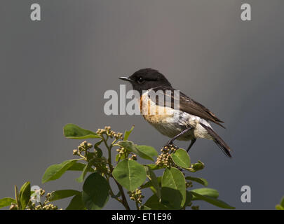 Siberian Stonechat a Himachel Pradesh India Foto Stock