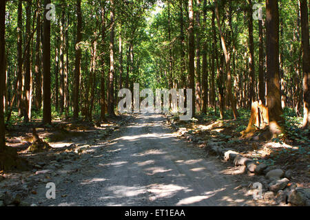 Sentiero forestale parco di cittadino di Corbett a uttarakhand India Foto Stock