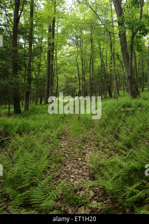 Percorso ricoperta da felci, Dennstaedtia punctilobula, fieno profumato di felce, foresta di copertura pavimento in primavera, Pennsylvania. Stati Uniti d'America. Foto Stock