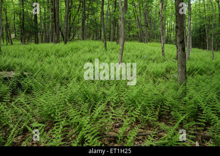 Felci, Dennstaedtia punctilobula, fieno profumato di felce, foresta di copertura pavimento in primavera, Pennsylvania. Stati Uniti d'America. Foto Stock