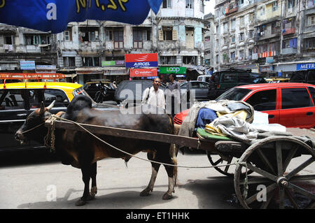 Carrello di giovenco in strada trafficata ; Mumbai Bombay ; Maharashtra ; India Foto Stock