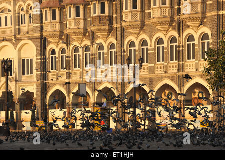 Piccioni di fronte al Taj Mahal Palace hotel ; Bombay Mumbai ; Maharashtra ; India Foto Stock