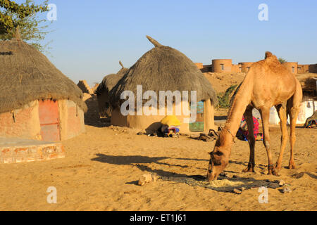 Alimentazione del cammello con capanne in background a Sam le dune di sabbia ; Jaisalmer ; Rajasthan ; India Foto Stock