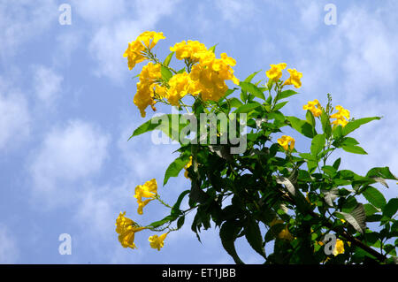 Tabebuia fiore su tromba d'argento contro cielo blu Foto Stock