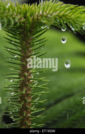 Abete Nordmann, Abies nordmanniana, abete caucasico, albero di Natale, Foto Stock