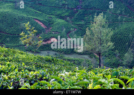 Paesaggio con fresco verde le piantagioni di tè e due alberi Munnar Kerala Indian Asia Foto Stock