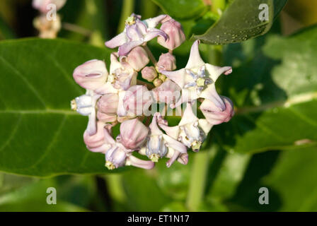 Calotropo gigante, Calotropis gigantea, fiore della corona, Rui fiore, Foto Stock