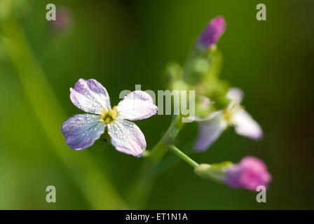 mulla mula fiore, mula fiore, Ptilotus exaltatus, ravanello mula fiore Foto Stock