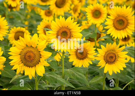 Campo di girasole, helianthus annuus, Karnataka, India, Asia Foto Stock