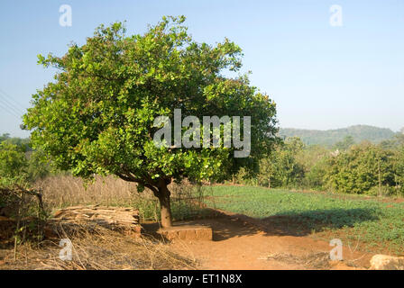 Albero di anacardio, anacardio occidentale Foto Stock