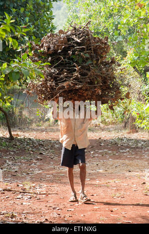 Uomo che trasporta bastoni da legna ramoscelli, Ratnagiri, Konkan, Maharashtra, India, Asia Foto Stock