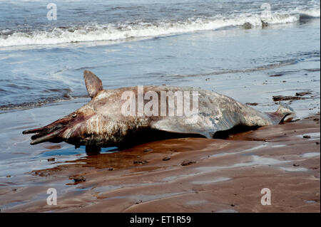 Pesci morti di delfini sulla spiaggia di Diveagar ; Shrivardhan ; Raigadh ; Maharashtra ; India ; Asia Foto Stock