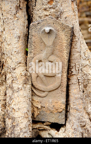 serpente di cobra, sollievo di Dio sulla pietra nel tempio; Tempio di Khanoba ; Velapur ; Solapur ; Maharashtra ; India ; Asia Foto Stock