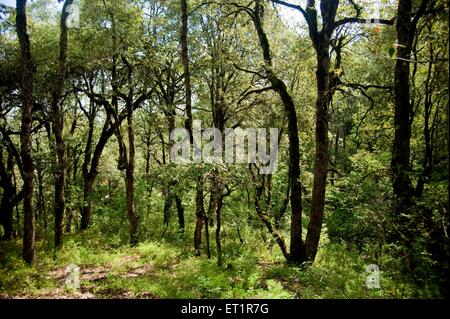 Foresta, Sitlakhet, Shitlakhet, Almora, Uttarakhand, India, Asia, Asia, India Foto Stock