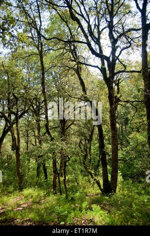 Foresta, Sitlakhet, Shitlakhet, Almora, Uttarakhand, India, Asia, Asia, India Foto Stock