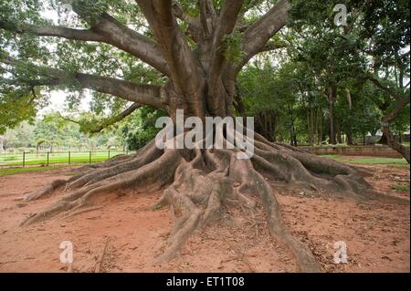 Albero di cotone di seta, Giardino Botanico di Lalbagh, Bangalore, Bengaluru, Karnataka, India, Asia, Asia, India Foto Stock