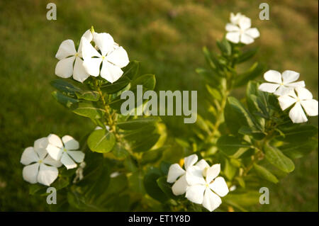 Flox strisciante, fiore bianco, Phlox subulata, Phlox stolonifera, Polemoniaceae, Famiglia Phlox, India, Asia Foto Stock