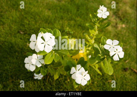 Fiore bianco ; nome comune Creeping Phlox ; nome botanico Phlox subulata ; Famiglia Polemoniaceae Phlox famiglia ; India Foto Stock