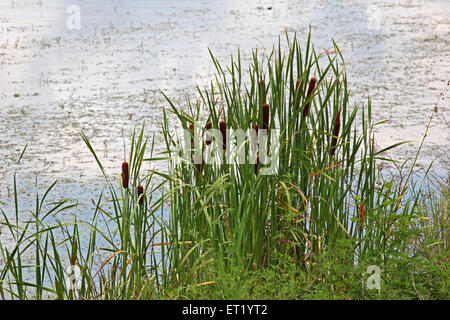 Cattails sul bordo del lago Foto Stock