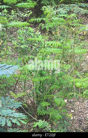 Parco Nazionale di Sanjay Gandhi ; Parco Nazionale di Borivali ; Borivali ; Bombay ; Mumbai ; Maharashtra ; India ; Asia ; Asia ; indiano Foto Stock