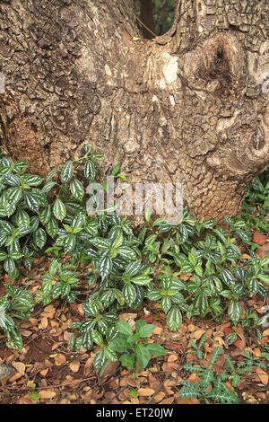 Parco Nazionale di Sanjay Gandhi ; Parco Nazionale di Borivali ; Borivali ; Bombay ; Mumbai ; Maharashtra ; India ; Asia ; Asia ; indiano Foto Stock