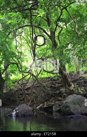 Radici degli alberi ; Parco Nazionale Sanjay Gandhi ; Borivali ; Bombay ; Mumbai ; Maharashtra ; India ; Asia ; Asia ; indiano Foto Stock