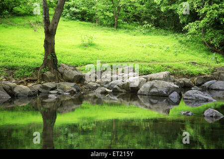 Riflessione degli alberi ; Parco Nazionale Sanjay Gandhi ; Borivali ; Bombay ; Mumbai ; Maharashtra ; India ; Asia ; Asia ; indiano Foto Stock