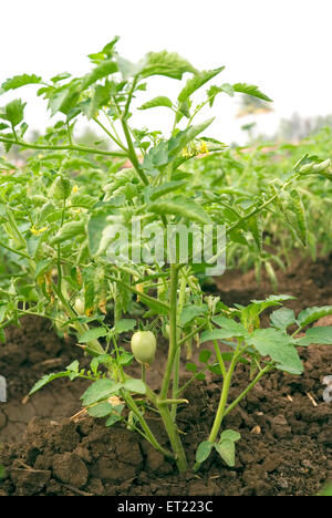 Vegetali di piante di pomodoro Lycopersicon esculentum in campo Kolhapur Khidrapur Maharashtra India Foto Stock