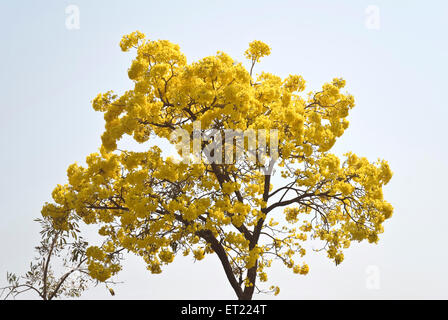 Albero da fiore con fiori gialli ; Poona ; Pune ; Maharashtra ; India ; Asia Foto Stock