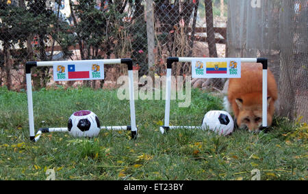 Santiago del Cile. Decimo Giugno, 2015. Immagine fornita da Buin Parco Zoo mostra red fox 'Zincha' scegliendo un obiettivo come previsione per il gioco di apertura del 2015 Copa America tra Cile ed Ecuador, a Buin Parco Zoo, a Santiago del Cile, il 10 giugno 2015. Credito: Buin Parco Zoo/Xinhua/Alamy Live News Foto Stock