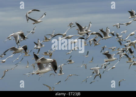 Uccelli marini su Hallet Cove Beach, Adelaide, SA, Australia Foto Stock