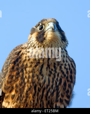 Peregrine Falcon ritratto giovanile Foto Stock