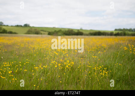 Un prato sul lato opposto della stazione ferroviaria in disuso per linea estate Leys, completamente riempito con renoncules. Foto Stock