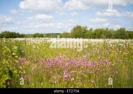 Nizza di strati di colore in questo prato fornito da Ragged Robin, Renoncules e occhio di bue margherite. Foto Stock