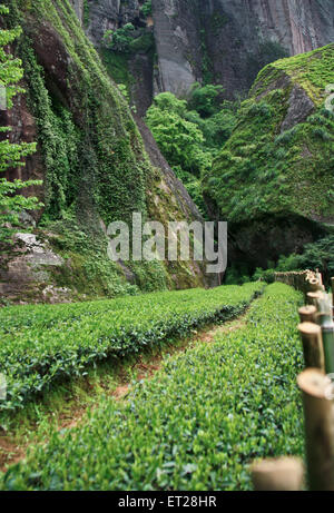 Hong Pao tea - il più costoso il tè nel mondo. Foto Stock