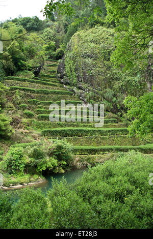 Hong Pao tea - il più costoso il tè nel mondo. Foto Stock