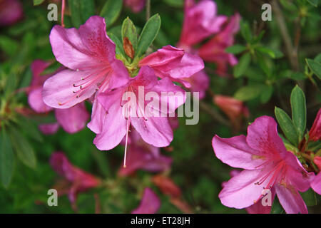 Delicato e splendidi fiori di rododendro Foto Stock