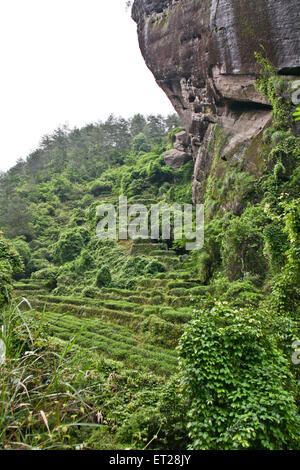 Hong Pao tea - il più costoso il tè nel mondo. Foto Stock