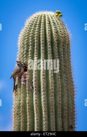Parte superiore del cactus Saguaro (Carnegiea gigantea) con cactus wren (Campylorhynchus brunneicapillus) nella parte anteriore di picchio il foro Foto Stock